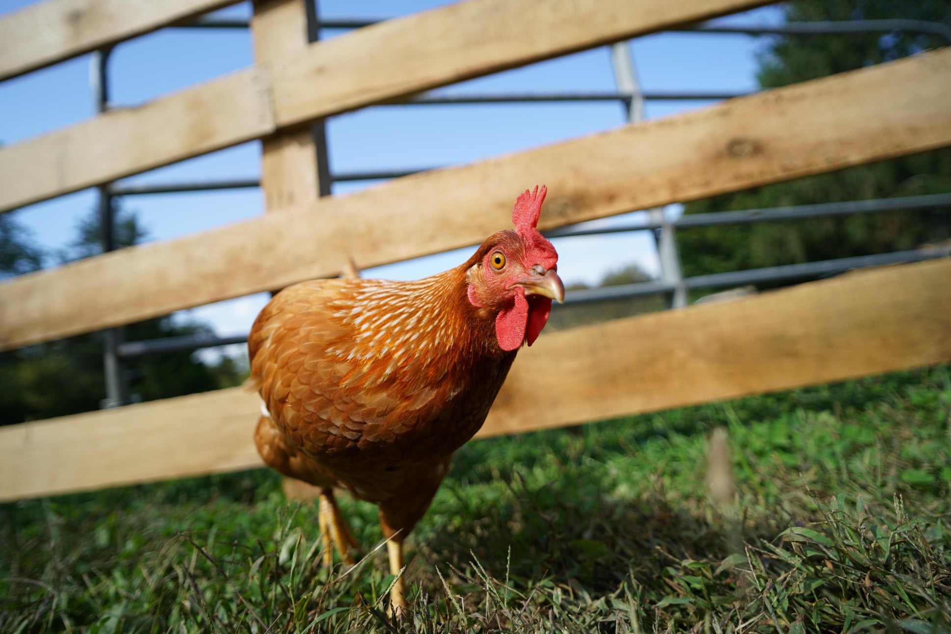 A chicken running on a farm by a board fence