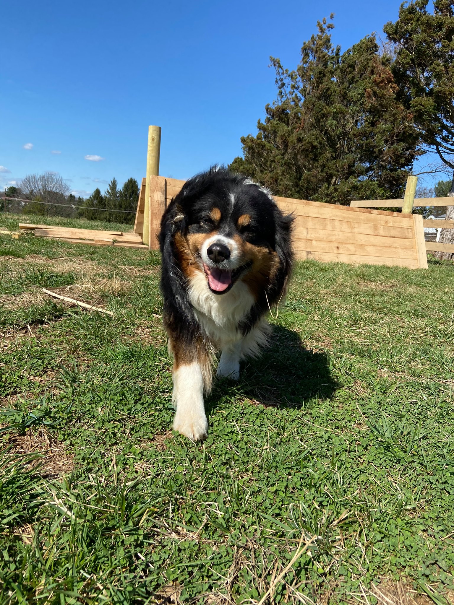 A dog running towards the camera in a field