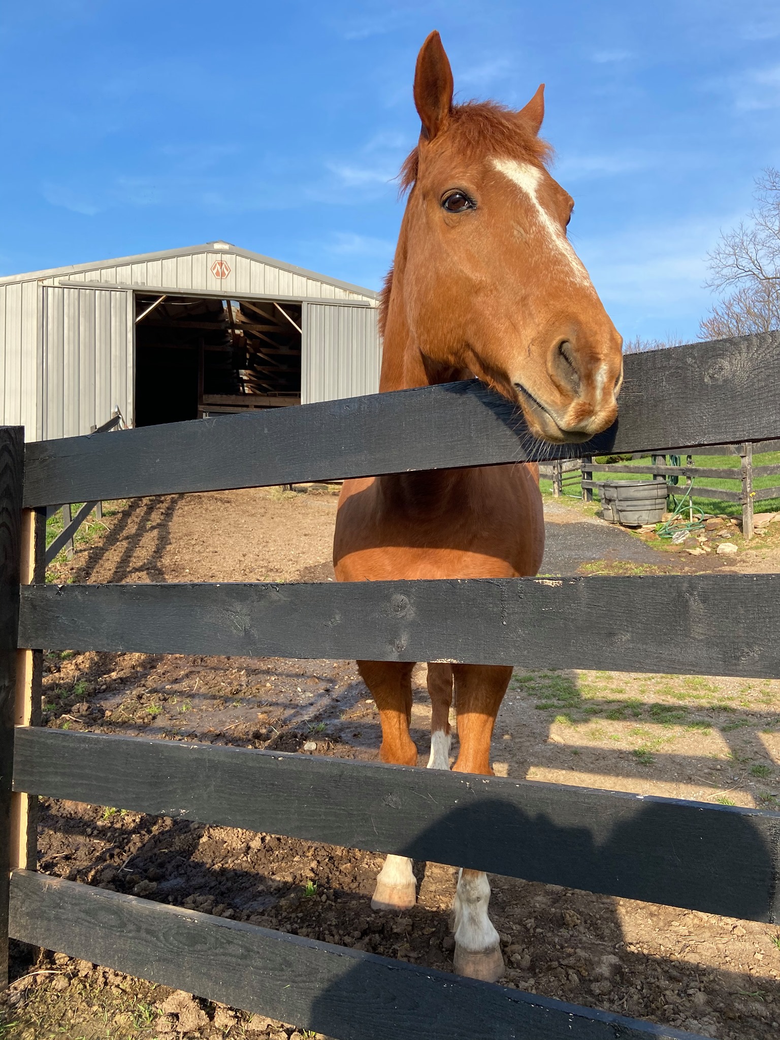 A horse looking over a board fence on a farm
