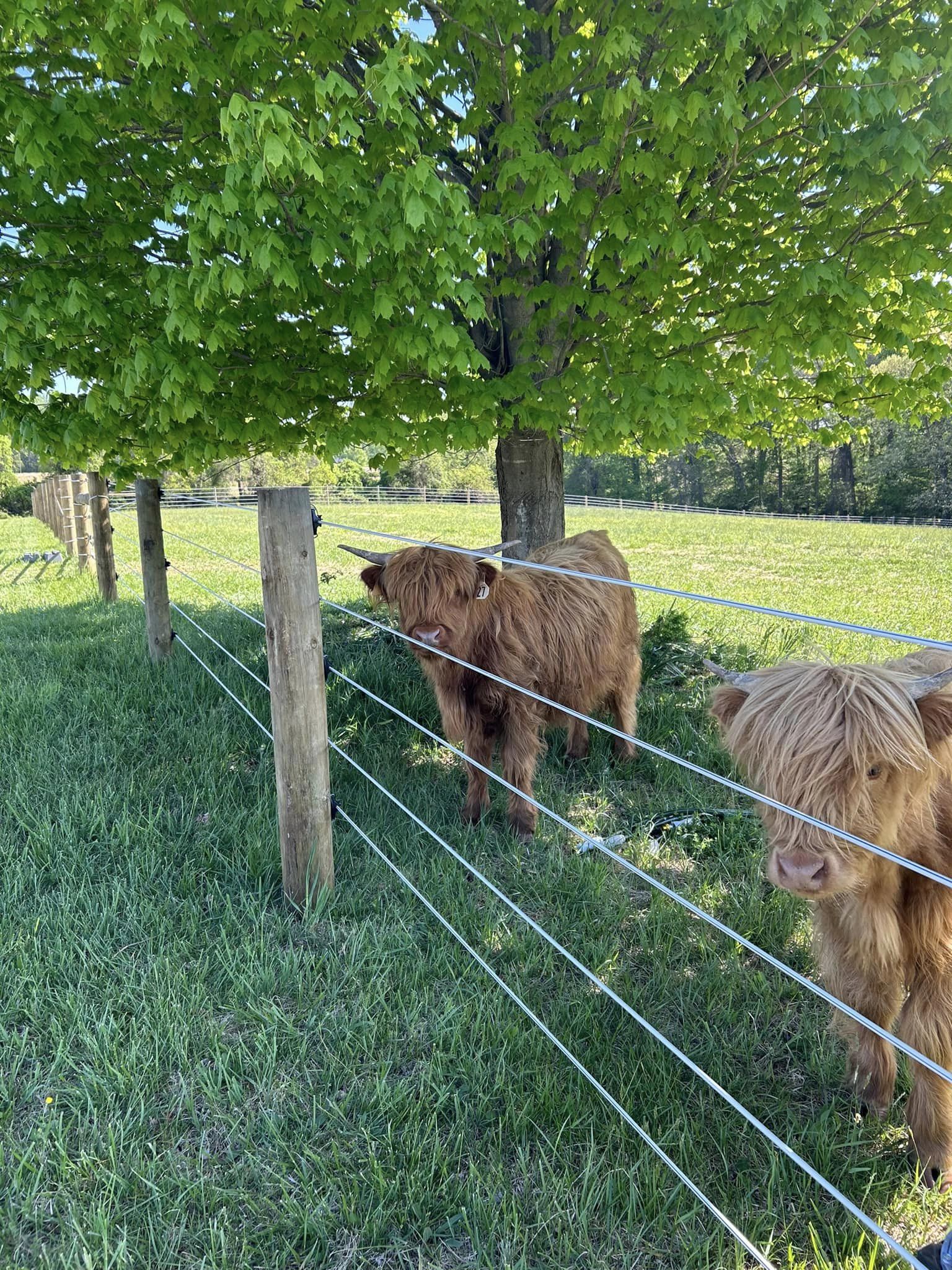 Two cows behind a wire fence in a pasture