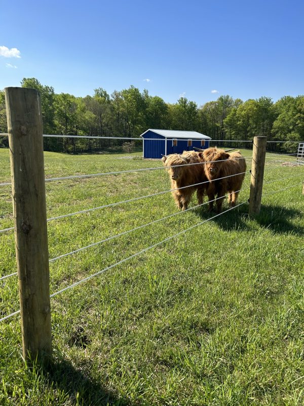 New farm fence installation by Oak and Iron Farm Fence